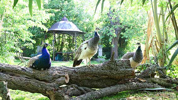 Sfeerbeeld van de tuin, tuinkamers en feestlocatie van De Letterhoeve